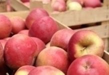 Prognozy zbiorów jabłek i gruszek w UE