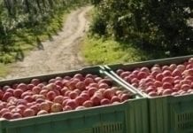 Banki Żywności chcą odbierać przetworzone owoce i warzywa