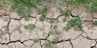 Naturalna retencja wody – oręż w walce z suszą i powodziami