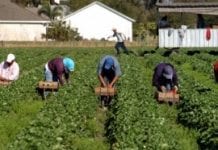 Na płace w rolnictwie narzekają nawet pracownicy z Ukrainy