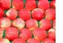 Eksport jabłek z Polski na Ukrainę znacznie wzrósł