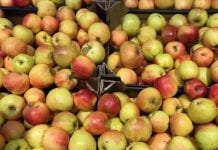 We Włoszech więcej jabłek niż zwykle trafiło do przetwórstwa