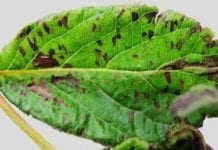 Niepokojące plamistości liści – objawy chorobowe czy żerowanie nicieni?