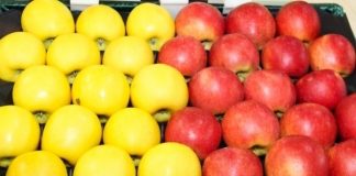 Nowe jabłka – m.in. dla alergików oraz o barwnym miąższu