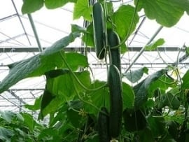Jaką metodą prowadzić rośliny ogórka?
