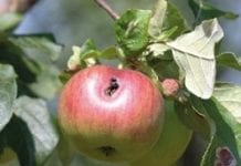 Owocówki – biologia, zagrożenie i zwalczanie