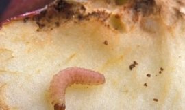 Drożdże i brązowy cukier wspomogą biologiczną walkę z owocówką jabłkóweczką