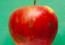 Długość przechowywania jabłek w zależności od technologii