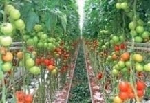 Nierównomierne wybarwianie pomidorów