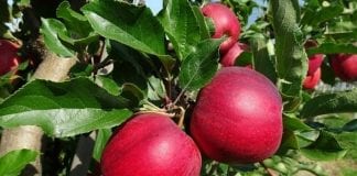Najpopularniejsze odmiany jabłek według ukraińskich sadowników