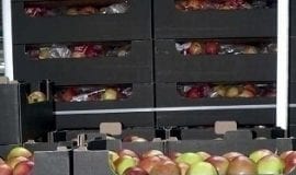O handlu owocami z Rosją – przed sezonem