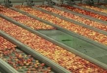 Kończą się jabłka w Holandii. Jakie ceny?
