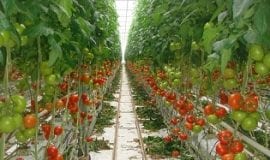 Zwiększyć wydajność upraw szklarniowych