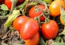 Pomidor dla przemysłu: Astrachań będzie liderem?