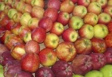 Sympozjum w Chinach – kontrakty i Jedwabny Szlak dla jabłek