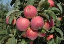 Rosjanie oskarżają polskich producentów jabłek