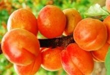 Wstępna prognoza zbiorów owoców pestkowych w Europie