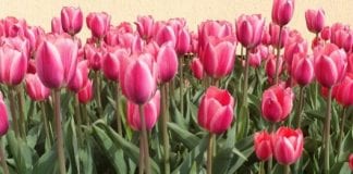 Międzynarodowe Targi Tulipanów
