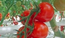 Pomidory drobnoowocowe