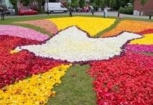 Tulipanowy dywan w Bydgoszczy