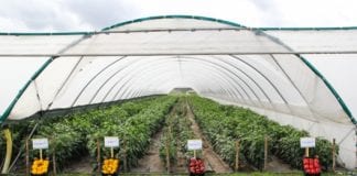 Dzień papryki w Bąkowie