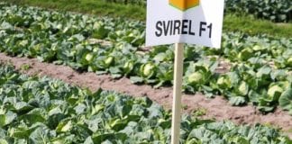 Pokaz wczesnych kapust w Boguszycach