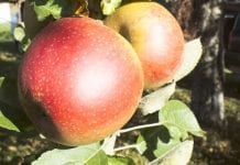 Listopadowy hurt jabłek w Niemczech