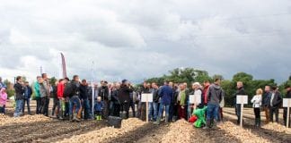 Cebulowe asy w Orłowie