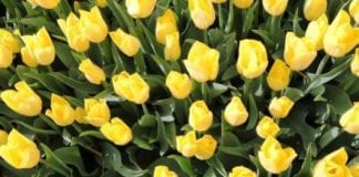 Święto tulipanów w Wielkopolsce