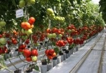 Francuski rynek pomidora