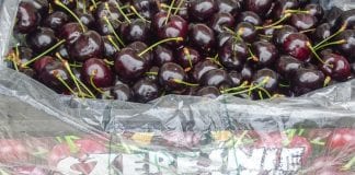 Z Letnich Pokazów Czereśniowych