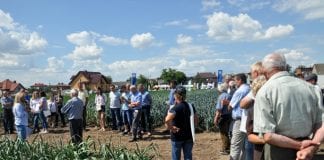 Małopolski dzień pora i selera