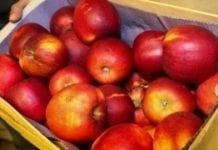 Bank Żywności w Płocku chce rozdać 20 ton jabłek