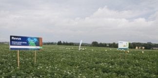 XI Dzień Ziemniaka w Żelaznej