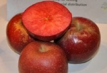 Sieć producentów jabłek o czerwonym miąższu rozwija się