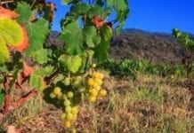 Winogrona z Pantellerii na liście dziedzictwa ludzkości UNESCO