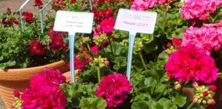 Ukwiecone Łazienki Królewskie