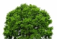 Trwa walka o tytuł polskiego Drzewa Roku