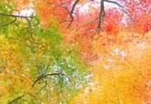Japończycy podziwiają barwy jesieni