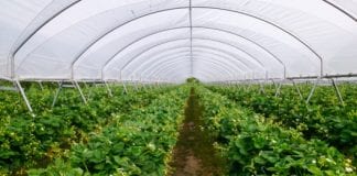 IV Dni Otwarte Truskawki