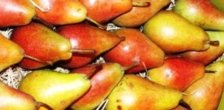W Boguchwale trwa III Krajowe Święto Gruszy