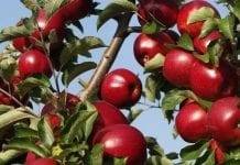 Prognozy zbiorów jabłek w 2017 r. wg Prognosfruit