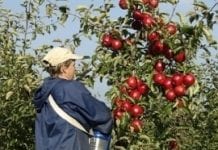 Sandomierscy sadownicy kończą zbiór jabłek