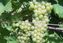Winiarz z Podkarpacia autorem nowych odmian winorośli