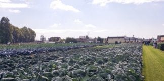 Dni Otwarte Bejo Zaden