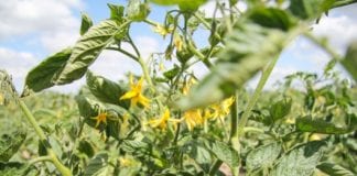 Pomidory polowe w okolicach Krobi