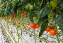 Zbiory warzyw spod szkła w Rosji