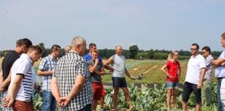Letni pokaz kalafiorów i brokułów