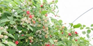 Z Malinowego Factory 2014