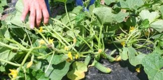 Sezon ogórkowy rozpoczęty